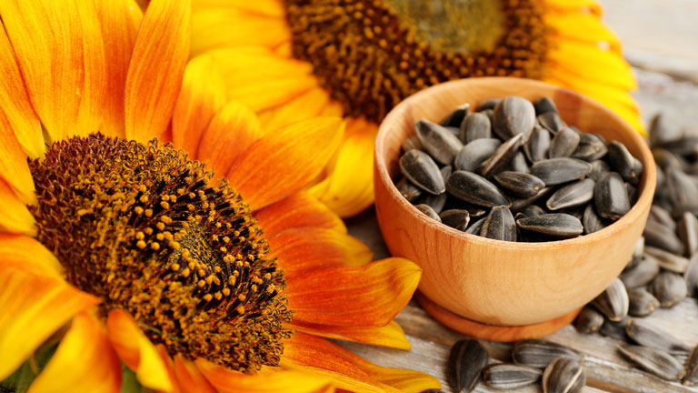Sunflower and sunflower seeds for processing