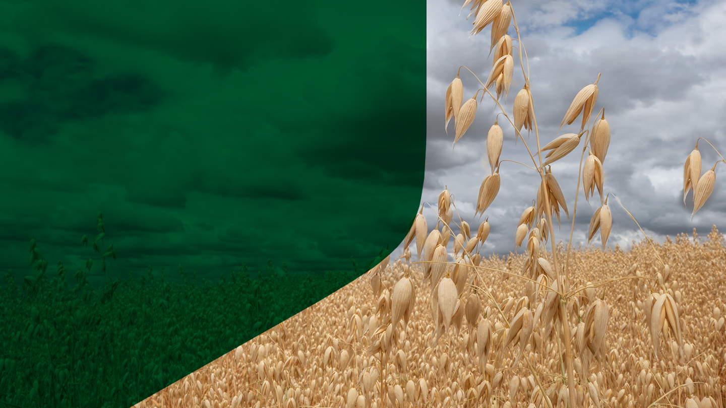 Complete Seed Processing Solutions