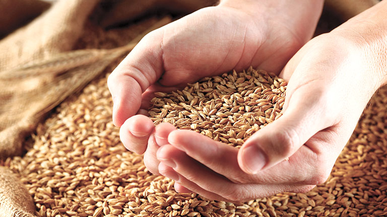 two-hands-holding-grain.jpg