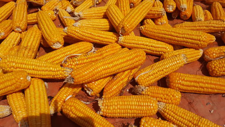 Corn Processing>