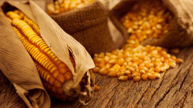 Lavorazione delle pannocchie di mais