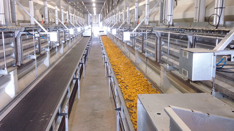 Cimbria corn processing line