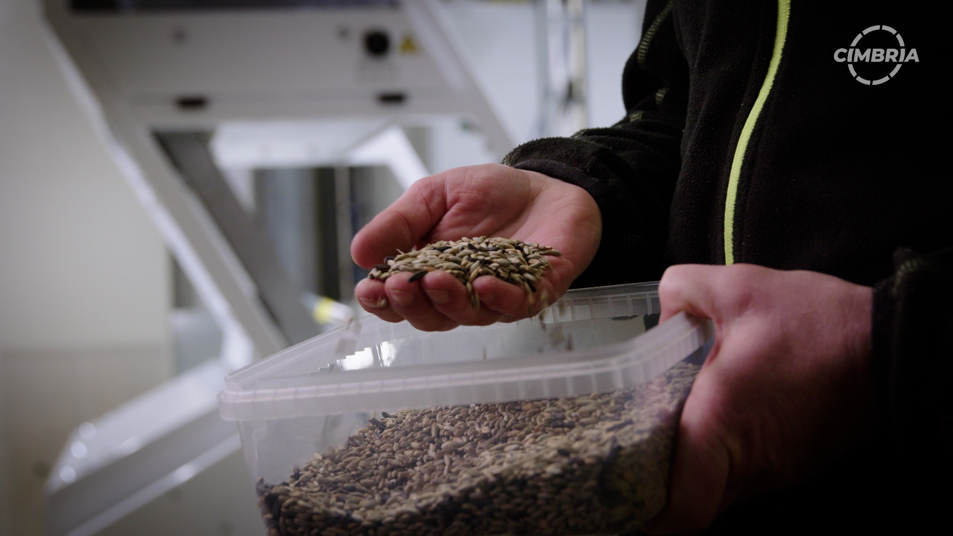 optical sorting to improve food safety in rye consumption