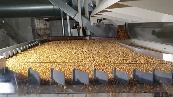 Corn separated on a gravity separator Separating same size kernel and granular products based on weight